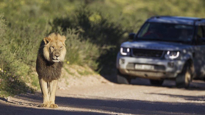 VIDEO | Un turista acaricia a un león y se arrepiente