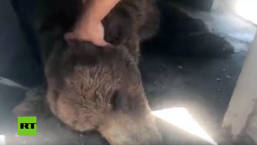VIDEO: Un oso malnutrido abandona su inhóspita celda por primera vez en años