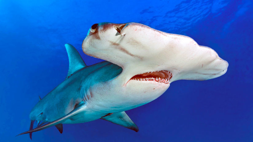 VIDEO | Un tiburón martillo y un sábalo protagonizan una encarnizada pelea