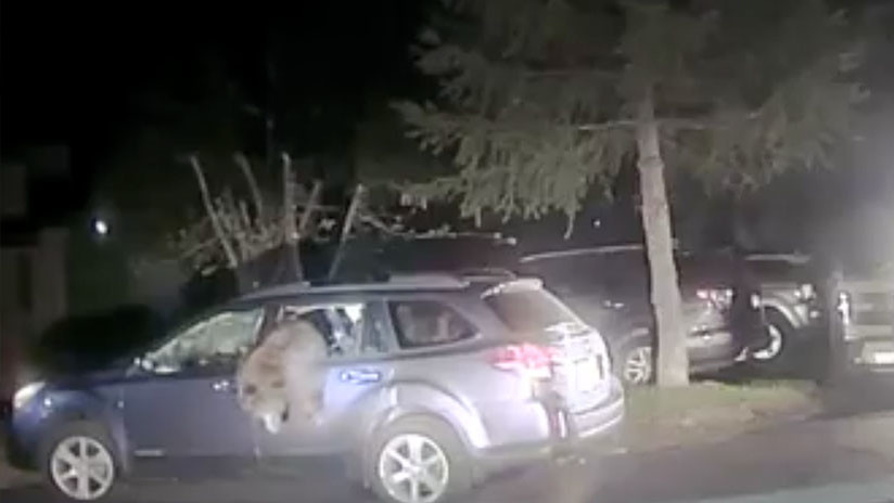 VIDEO | Un policía rescata a un oso atrapado dentro de un coche en EE.UU.