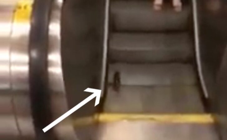 Rata “entrenaba” subiendo escalera mecánica. No duraría mucho y el video muestra la patada final