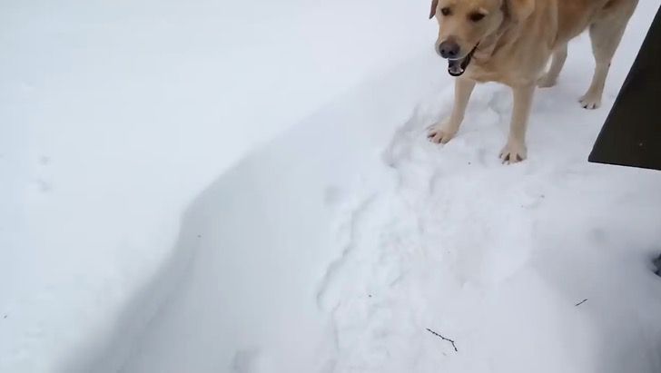 Ve dos cabezas de gallina asomadas en la nieve. Ante la señal, usa sus patas y cava (cuidadosamente)