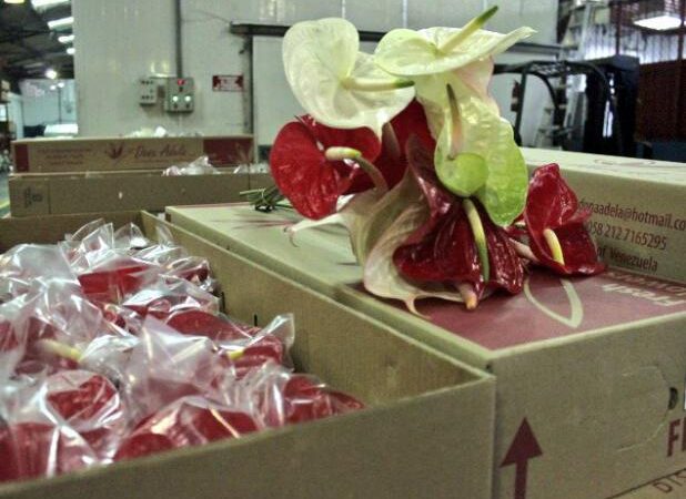 Venezuela exportó flores anturio a mercados norteamericanos y caribeños