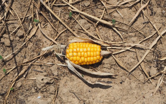 Calentamiento global podría generar escasez de hortalizas