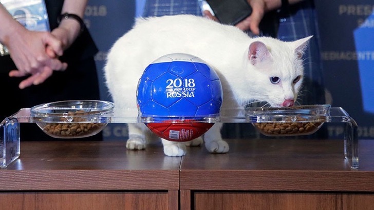 Intenta imitar el éxito del Pulpo Paul. Este gato asegura que Rusia ganará en su debut el día de hoy