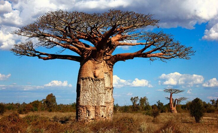 La muerte repentina de los más grandes y antiguos baobabs podría deberse al cambio climático
