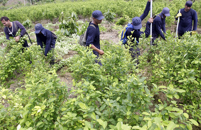 Las hectáreas y producción de droga en Colombia: los más altos en casi 30 años