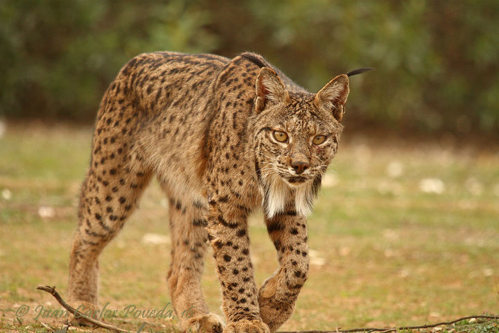 Una abuela estrangula a un lince que la atacó (+fotos)