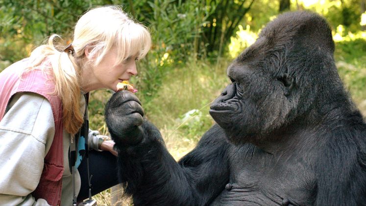 Ha muerto Koko, la gorila que hablaba en lenguaje de señas y amaba a los gatitos