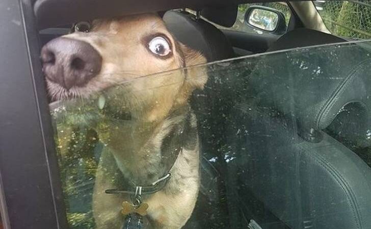 Dejó a su perro en el auto “por un momento”. Él aulló agobiado, pero sacar la nariz lo mantuvo vivo