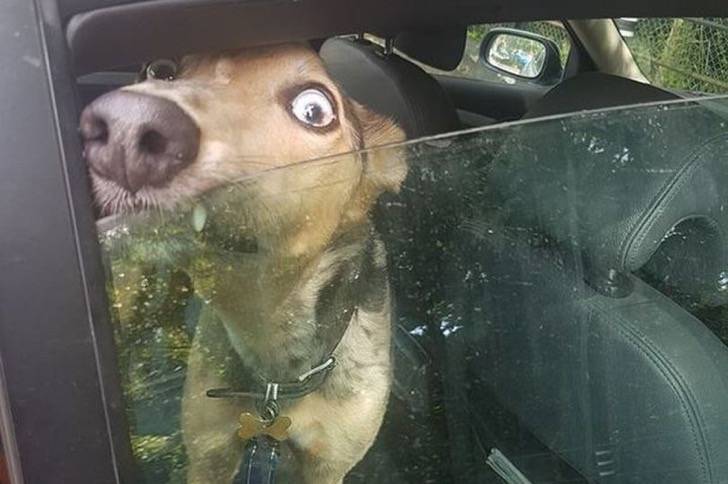 Dejó a su perro en el auto “por un momento”. Él aulló agobiado, pero sacar la nariz lo mantuvo vivo