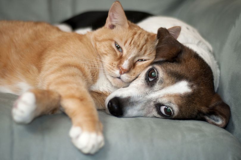 Perros v/s gatos: ¿Cuál es más inteligente? Científicos ponen fin a esta eterna discusión