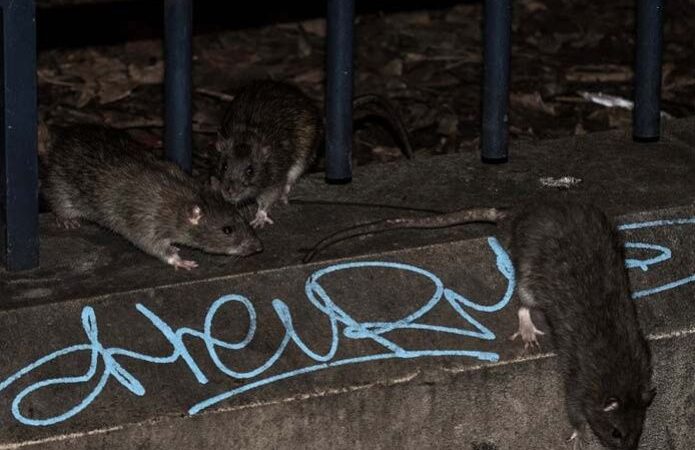Cierran restaurante por video de ratones corriendo entre panes