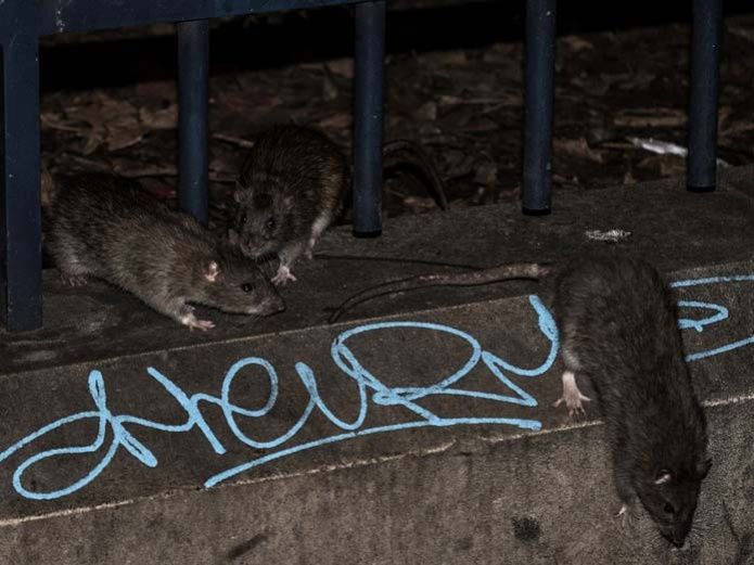 Cierran restaurante por video de ratones corriendo entre panes