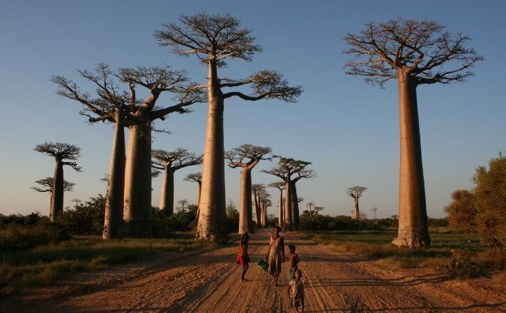 Alarma por la desaparición “espectacular” de los baobabs más viejos de África