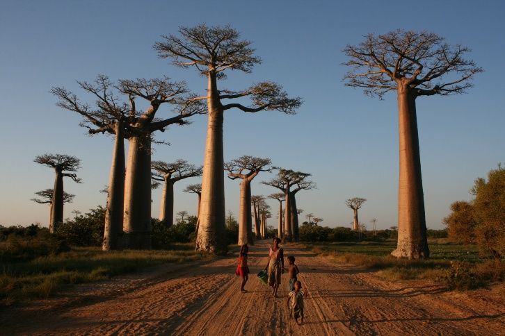 Alarma por la desaparición “espectacular” de los baobabs más viejos de África