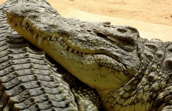 Cocodrilo ataca a domador en pleno espectáculo y le muerde brazo