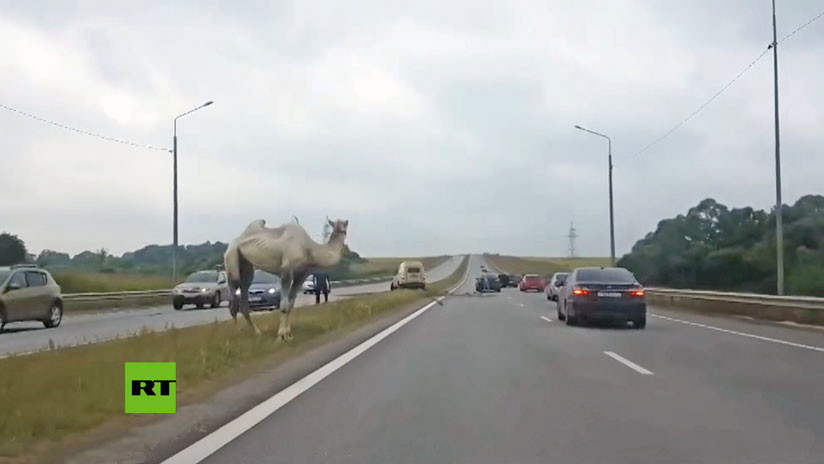 VIDEO | Un camello siembra el caos en una autopista de Moscú