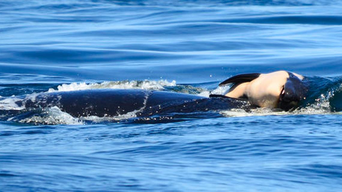 Una orca en duelo cargó a su cría muerta por más de tres días en el océano