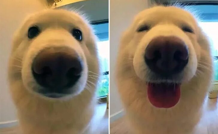 15 fotos de mascotas antes y después de decirles “Buen Chico”. Se te derretirá el corazón de ternura
