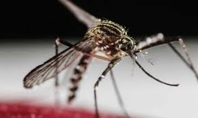 “La epidemia del zika no acabó”, advierte experto brasileño