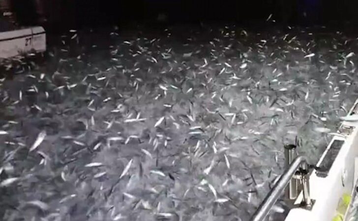 Desde su barco grita: “¡Esto es aterrador!”.  Buscan devolverlos al mar pero luchan por sobrevivir