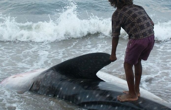 Ataques de tiburón provocan cierre de una playa en Florida