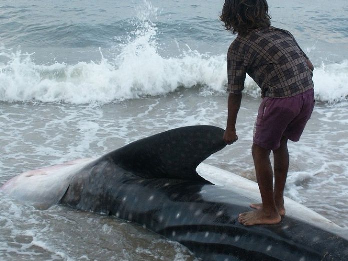 Ataques de tiburón provocan cierre de una playa en Florida