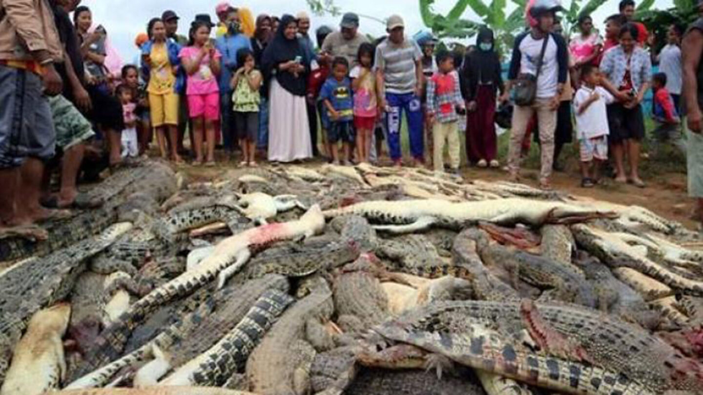 Una multitud enfurecida masacró a 300 cocodrilos en Indonesia |