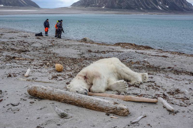 Autoridades noruegas justifican matanza de Oso Polar