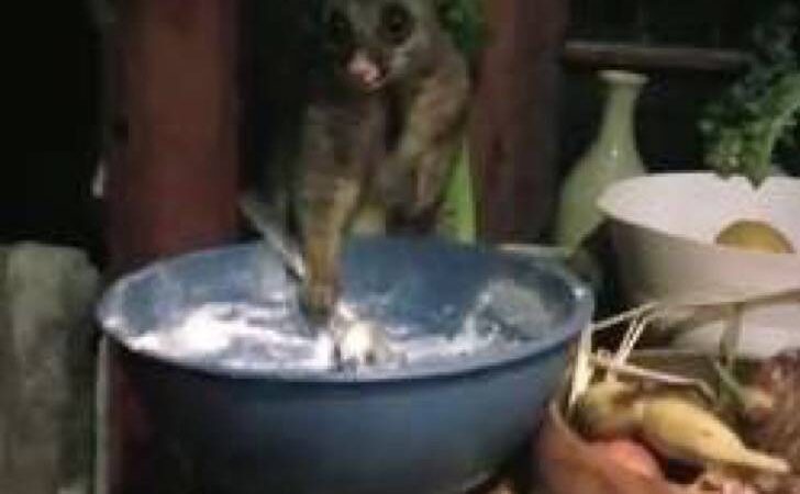 Sintió un ruido y fue a la cocina. Encontró a un animal salvaje robando su comida con una cuchara