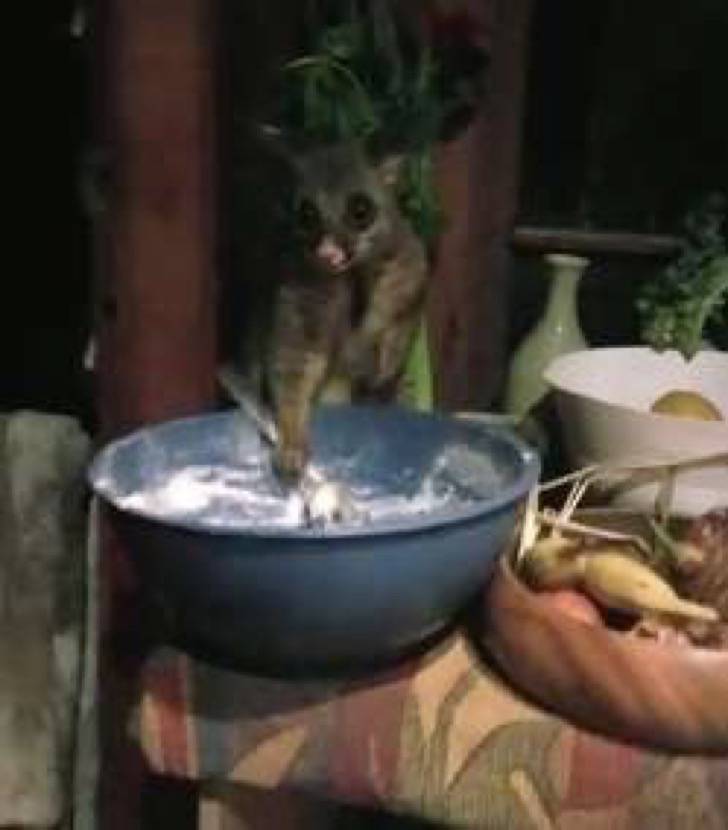 Sintió un ruido y fue a la cocina. Encontró a un animal salvaje robando su comida con una cuchara