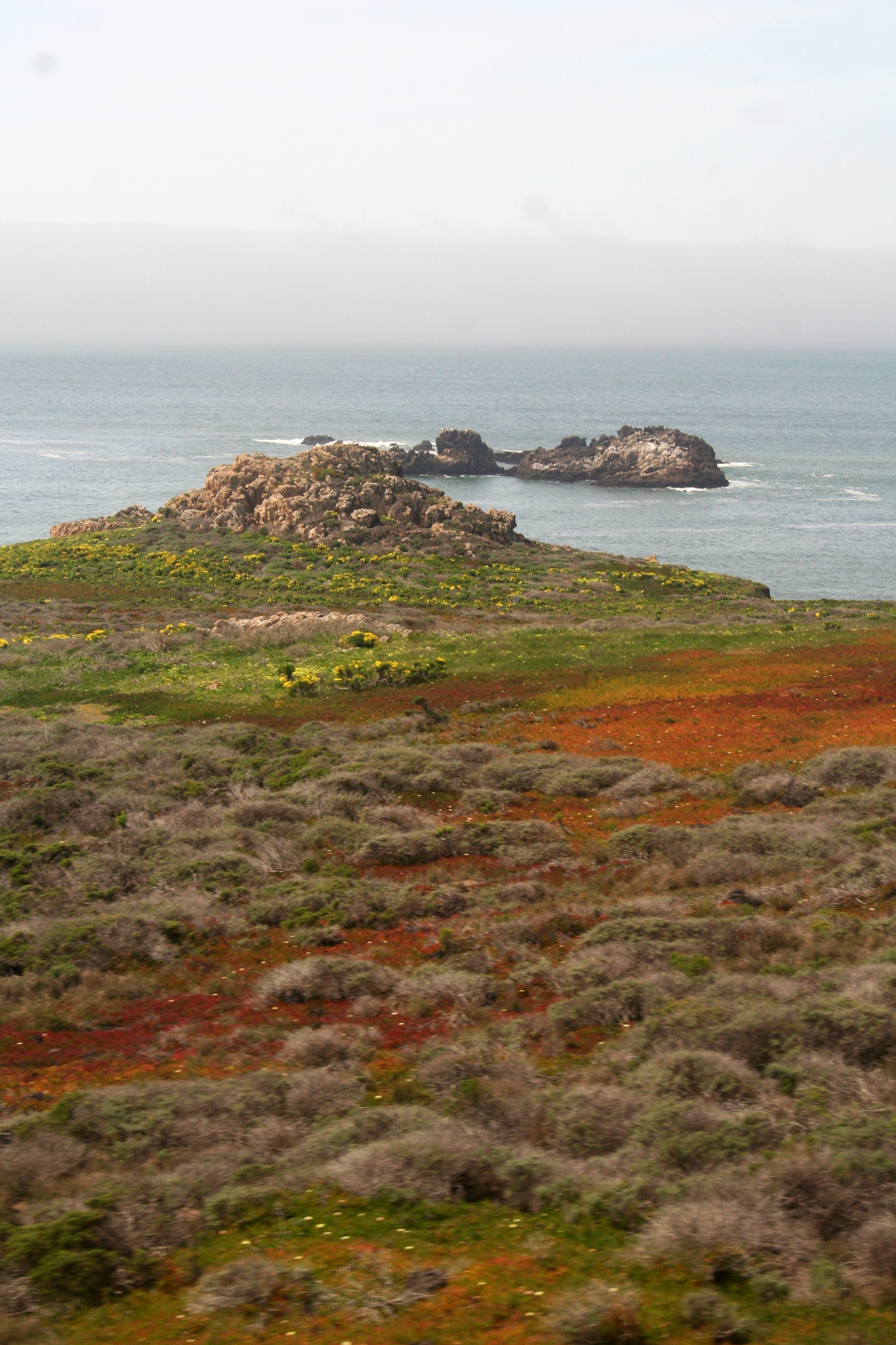 En el viaje se pueden apreciar campos de flores amarillas y anaranjadas en algunos acantilados de la costa californiana (The Washington Post / Laura Randall)