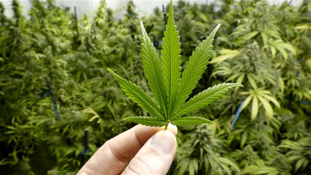 Canadienses no aumentarán consumo de marihuana tras legalización, dice sondeo