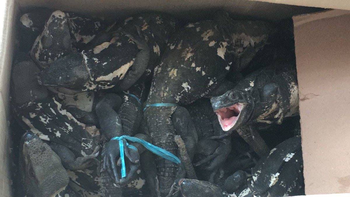 Detienen a hombre con 49 Iguanas en Peligro de Extinción