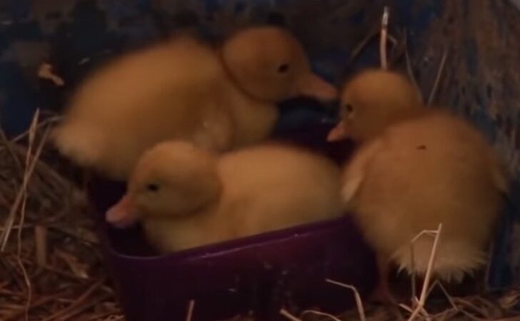 Temían que les hiciera daño a los patitos, pero la gata actuó de manera fuera de lo común