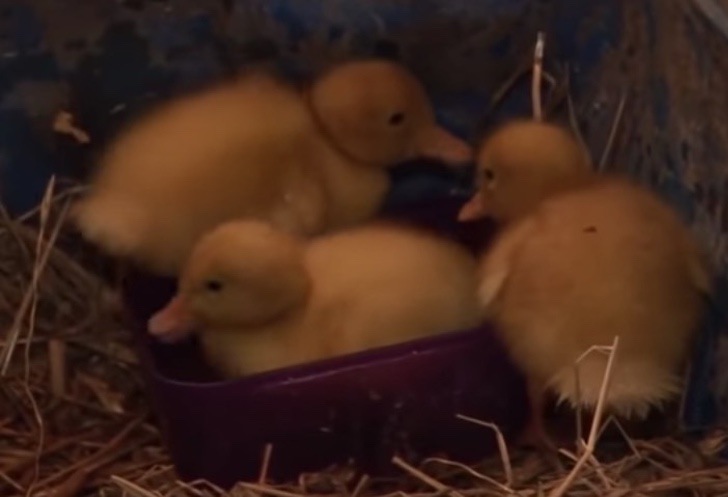 Temían que les hiciera daño a los patitos, pero la gata actuó de manera fuera de lo común