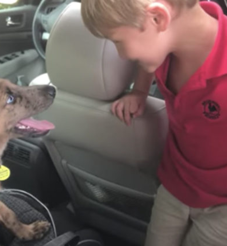 Niño abre la puerta del coche y un cachorro lo espera adentro. Ninguno pudo contener su felicidad