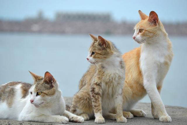 Quieren prohibir los gatos en una villa de Nueva Zelanda y los pobladores no están contentos: esta es la razón