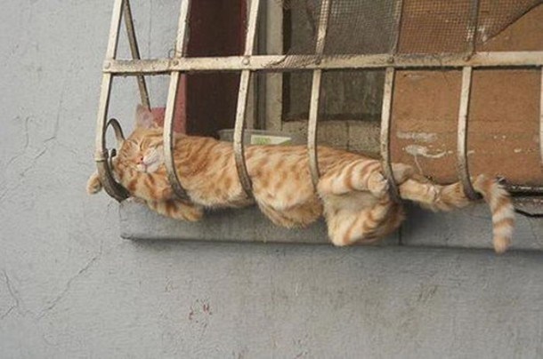 Gatos-durmiendo-en-lugares-raros-01.jpg