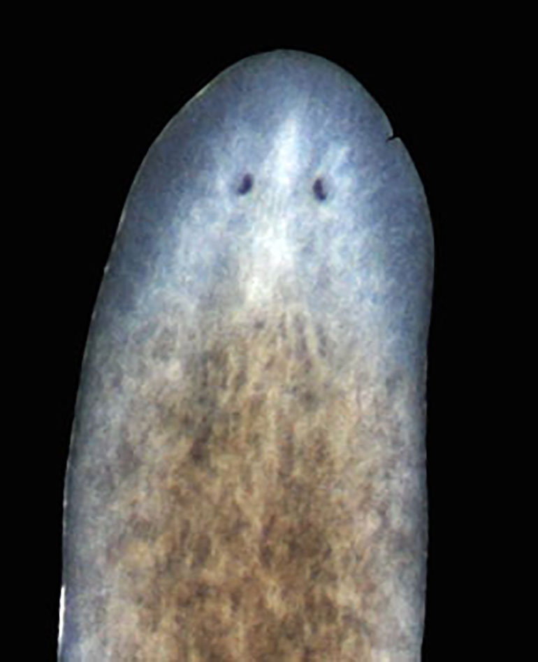 La Planaria se regenera: se ve en blanco la cabeza y la cola que son las partes que están regenerando. Es un animal al que le cortaron la cabeza y la cola. (Instituto Whitehead para Investigación Biomédica)