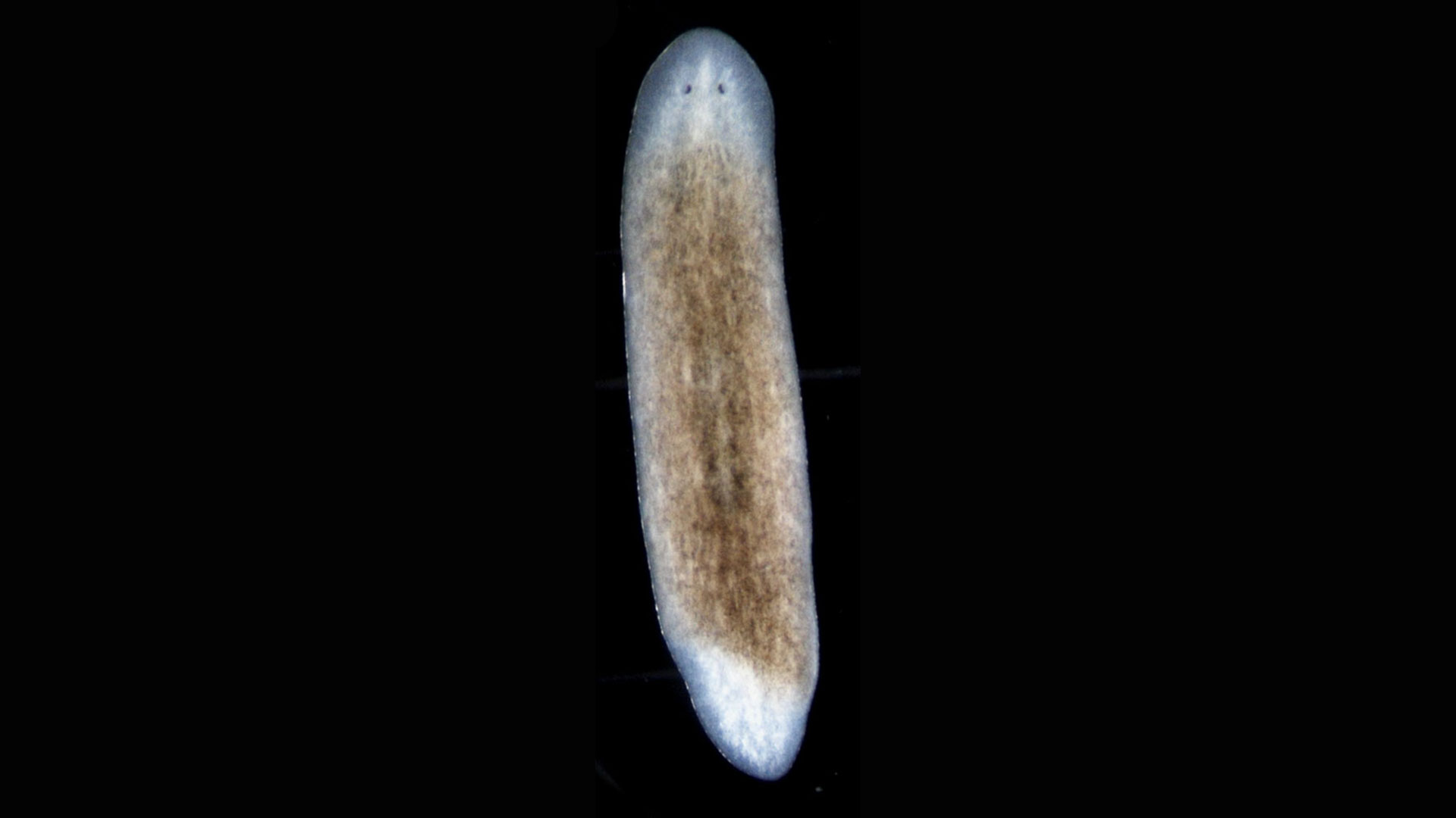 Gusano o planaria sin fibras circulares: Se regenera, pero duplica el eje medio. Regenera inadecuadamente y produce siameses. (Instituto Whitehead para Investigación Biomédica)