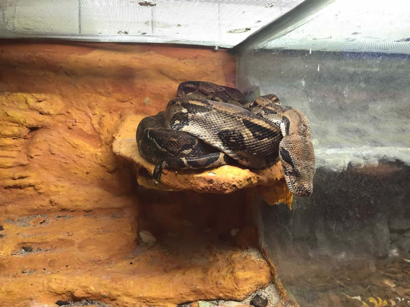 Rescatan un pitón, 23 cocodrilos, tortugas y otros reptiles en CDMX