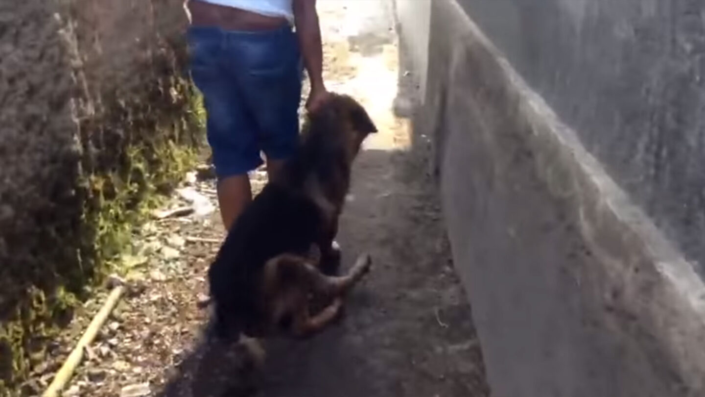 Asesinaron a un joven en la ciudad de Torreón por envenenar perros |