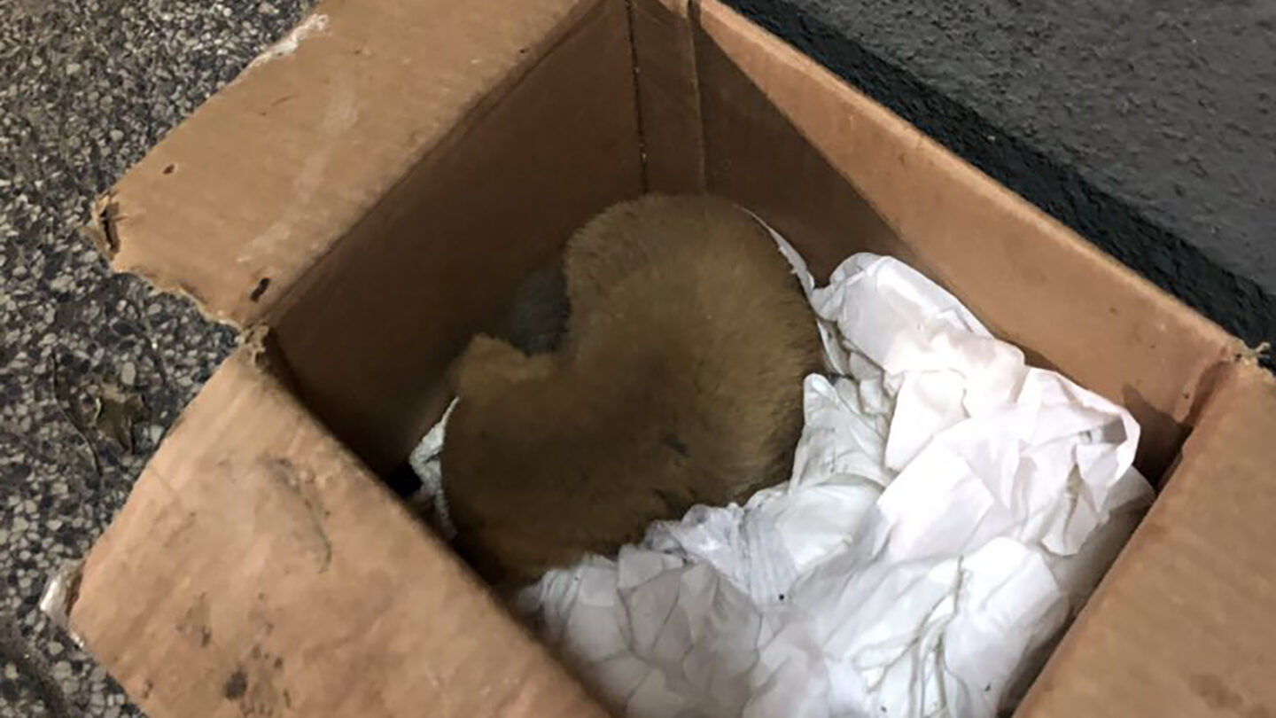 Limpia camiones de residuos rescató a un perro recién nacido que encontró en la basura y grabó un video que conmovió en las redes |