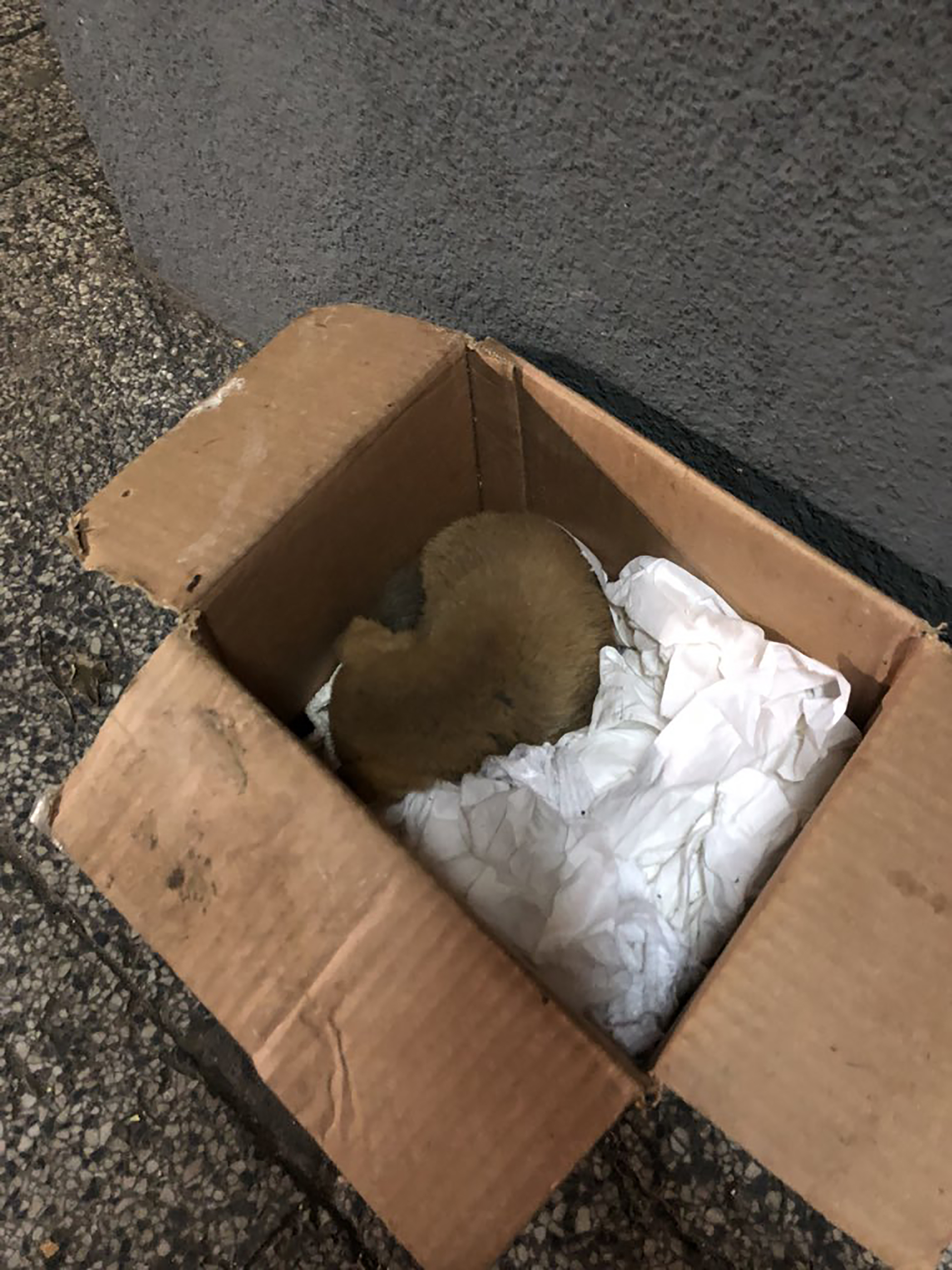 El perro ahora está en la casa de uno de los trabajadores municipales
