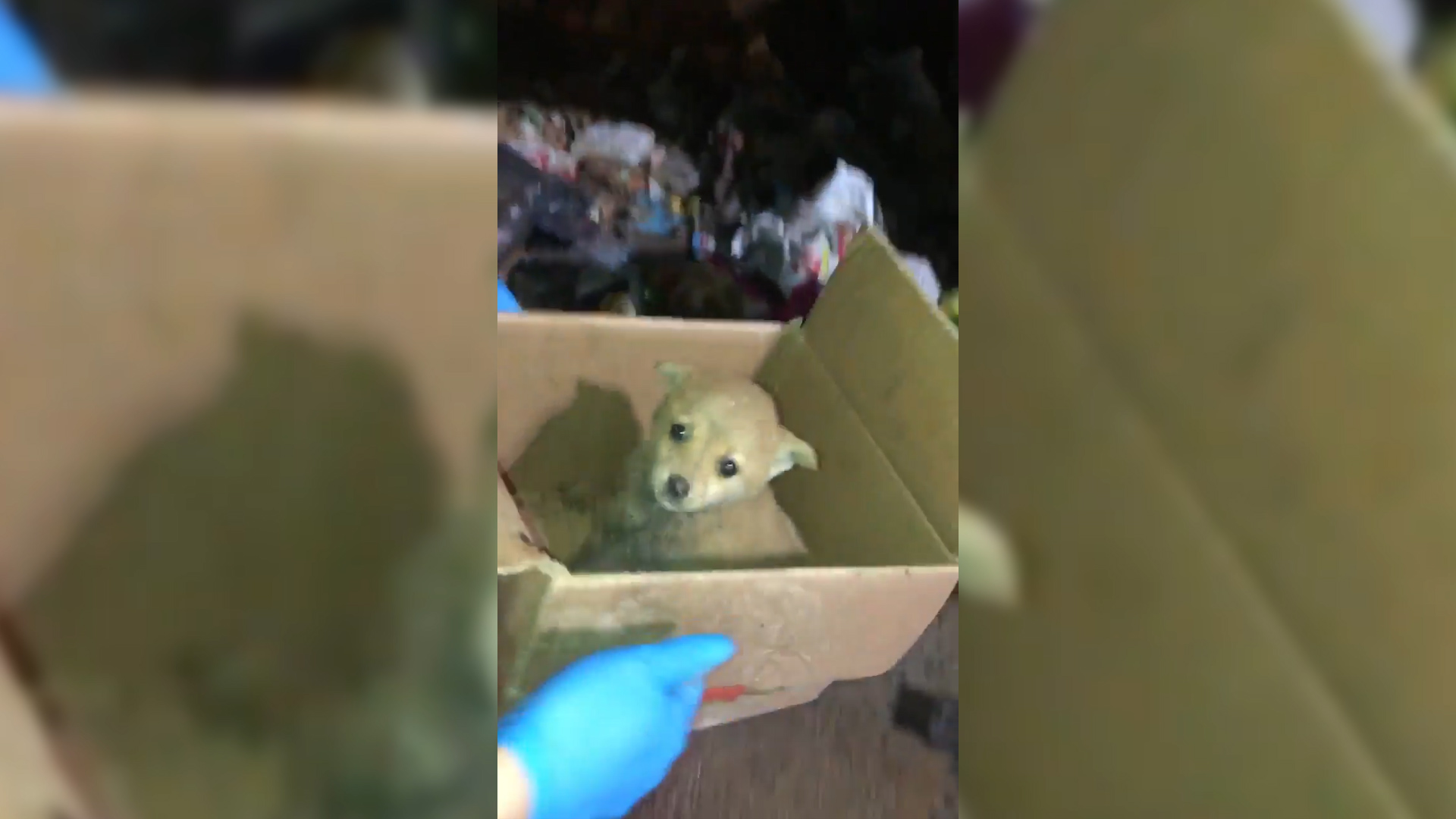El cachorro apareció en medio de una montaña de basura
