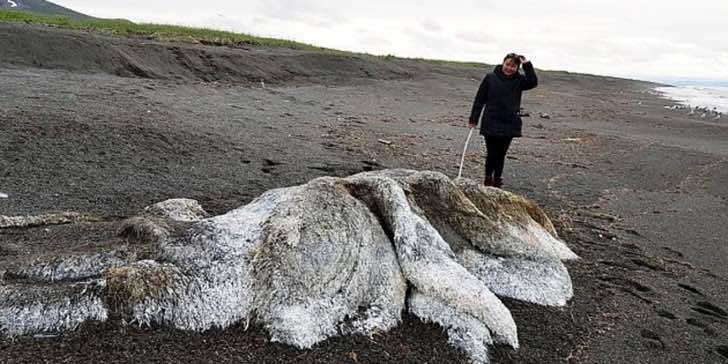 Gigante masa sin ojos ni cabeza definidos aparece en la costa. El “monstruo peludo” aterra en Rusia