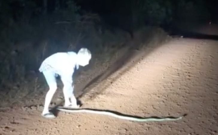 Intenta rescatar una serpiente tras casi matarla. La sangre brota cuando la jala con sus manos