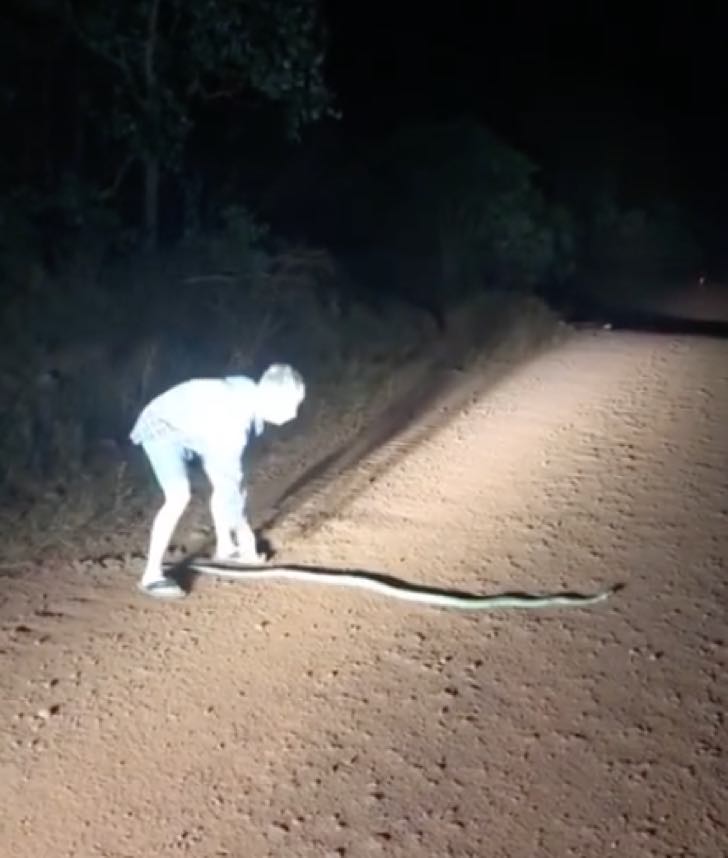 Intenta rescatar una serpiente tras casi matarla. La sangre brota cuando la jala con sus manos